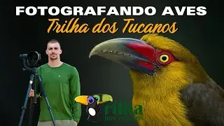 FOTOGRAFANDO AVES - TRILHA DOS TUCANOS - TAPIRA&Iacute;/SP