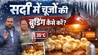 How to brood chicks in winter! Brooding in winter