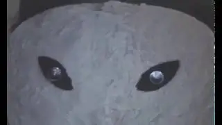 Bufido