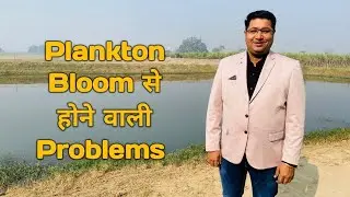 Plankton Bloom Control: Tips for Healthy Fish Ponds