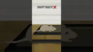 Mouse Glue Trap Mein Use Hone Wala Glue #shortsfeed #trendingonshorts