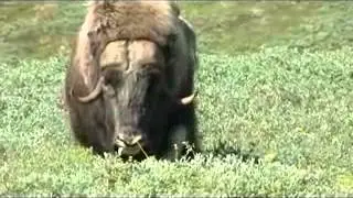 Attacked by a muskox