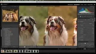 Lightroom Presets Herfst voor paarden en hondenfotografen