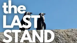 The African Penguins at Boulders Beach are on the brink of extinction (4K REMASTERED VERSION)