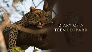 Diary of a Teen Leopard | Wild Planet Hindi Full Episode | Wildlife documentary