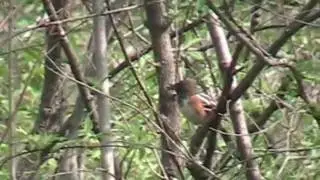 Rufous-sided Towhee