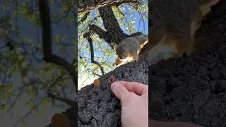 Will he or Wont he w Chubby Boy the Squirrel #animals #friends #nature #food #new #challenge #india