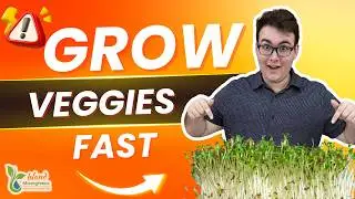 How To Grow Oriental Mustard Microgreens in 7 Days from start to finish