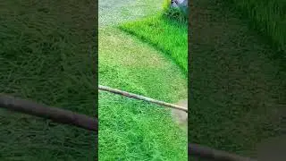 Cutting overgrown grass using powered string trimmer