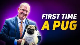 How Michael Scott Prepared Vito the Pug for the 2024 National Dog Show