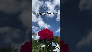 Happy Sunday #shorts #goodmorning #happysunday #happymorning #goodmorningwish #morning #morningwish