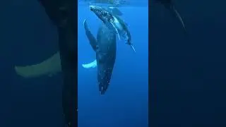 Wow! Huge Whales Blue Pacific Ocean #whales #humpbackwhale