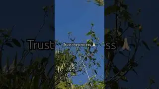 Trust the process #motivation #birds #hummingbird #hummingbirds #godsplan #foryou