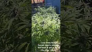 Educate yourself on cannabis. Did you know the human body has cannabinoid receptors in our brain?