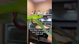 The fastest snake in the world!