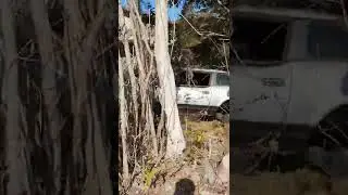 Broken & abandoned Datsun 280z turbo #shorts #jdm #datsun #fairladyz