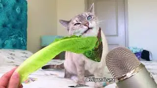 ASMR - CAT EATS LETTUCE