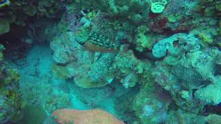 GOPR0119 steenvis