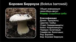 Боровик Берроуза (Boletus barrowsii)