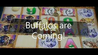 A VERY NICE WIN ! $ 3.00 BET ON BUFFALO GOLD CLASSIC!!!