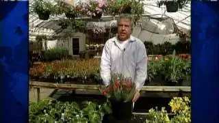 Iceland Volcano Affects Metro Tulips And Chocolates