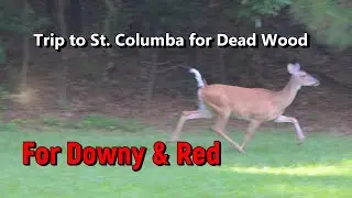 Trip for Dead Wood St. Columbia-Music by YouTube Audio  ℗  Ricky Tar &middot; Casa Rosa Tulum