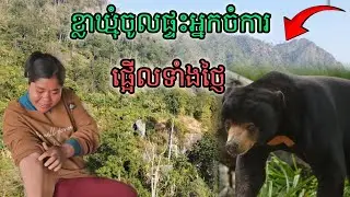 ខ្លាឃ្មុំចូលផ្ទះអ្នកចំការផ្អើលទាំងថ្ញៃ