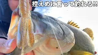 ドライブビーバーがマジ最高です！冬の柳川クリークこれ使っとけば間違いない！