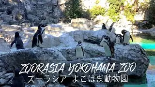 Our adventure at Zoorasia, Yokohama Municipal Zoo | Life in Japan | 横浜動物園ズーラシア