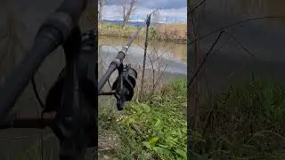 Nash R3 Carp Run on River. #carp #fishing #carpfishing