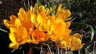 Blues music - Sleep In Shadow - Merritt Brown - Calm Piano Music - TuneOne Music