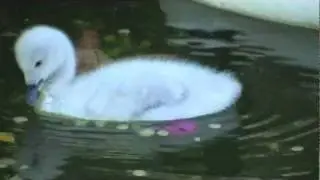 Baby Black Neck Swan 13 Days Old - LA Zoo