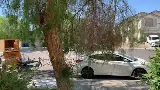 Reducing a Large Pepper Tree at Las Vegas Rental Property