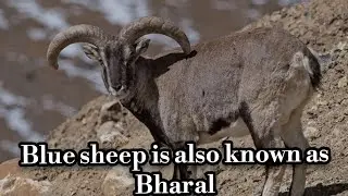 Blue Sheep (is also known as Bharal ).at UT Ladakh. high Himalayas of India, Nepal, Bhutan, Tibet,