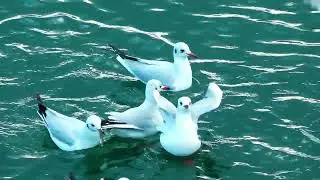 Copyright free Nature video