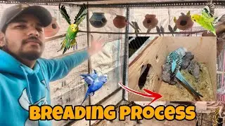 तोते के बच्चे देख लो || Birds Winter Breading Process #dailyvlog #vloging 