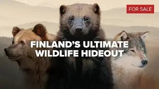 Finland&rsquo;s Best Wildlife Watching Spot &ndash; Wolverines, Bears & Wolves (NOW FOR SALE)