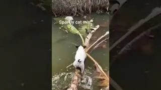 The Dog Wants to Catch a Bird...and Finally Fell into the Water