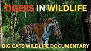 Tigers in Wildlife | Big Cats Wildlife Documentary | Tigers Habitat | Tigers Hunting Strategy