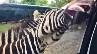 When People Messed With the WRONG Animals | Instant Karma #35