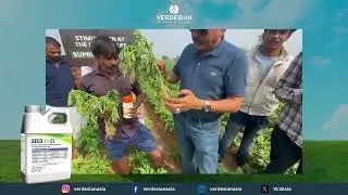 Unmatched Potato Growth with Seed100CL & Horti Crop | Field Day Highlights