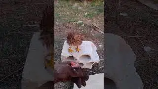 تدريب الصقر الشرياص الجديد مراحل الدعو الأولى🦅🦅❤️