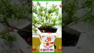 tulsi ji ka new WhatsApp status#viral#tulsimaa# shorts...