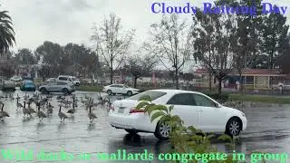 RARELY SEE A LARGE GROUP OF WILD DUCKS