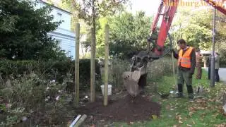 AK Stadtgruen pflanzt Amberbaum im Goerdeler Park Duisburg