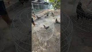 Ngắm Gà Buổi Sáng Cùng Anh Cường Lào Cai
