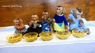 Wow Adorable family monkey JoJo meeting enjoy lunch time with Peanuts