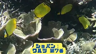 ４ｋ 「アミチョウチョウウオ」「Latticed butterflyfish」【4k 水中 UNDERWATER GoPro9】【宮古島　海　サンゴ　魚　シュノーケリング　水族館　観光】