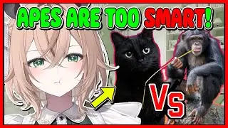 Nimi Accepts That Her Cat Will NEVER Be Smarter Than A Chimp