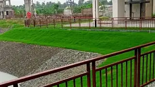 Carpet Grass | India no 1 one grass wholesaler market kolkata | Mexican Grass